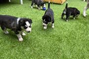 $500 : Siberian Husky Puppies thumbnail