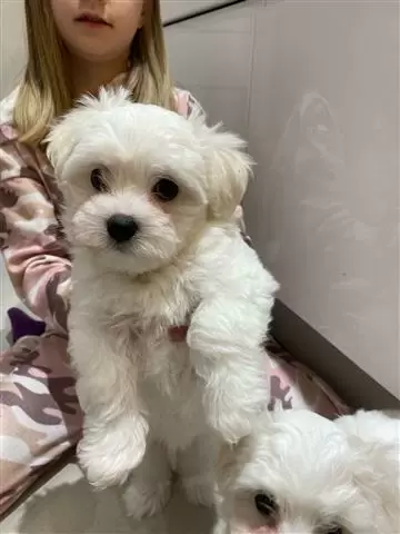 $550 : Adorable Maltese puppies image 3
