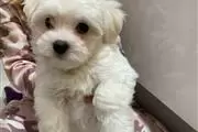 $550 : Adorable Maltese puppies thumbnail