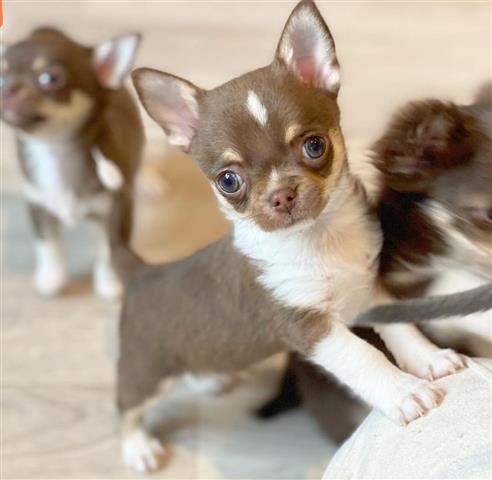 $300 : Chihuahua puppy image 1