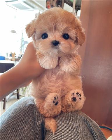 $350 : MALTIPOO EN VENTA image 2