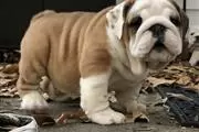 BULLDOG INGLES SÓLO MACHOS en Los Angeles