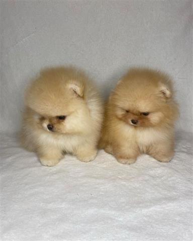 $500 : Teacup Pomeranian puppies image 4