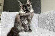 $600 : Gatitos Maine Coon en adopción thumbnail