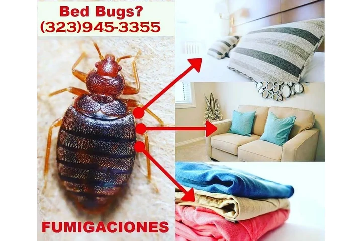 👉LLÁMANOS Y LAS ELIMINAMOS image 4