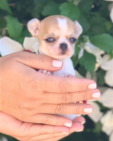 $250 : Chihuahua puppies for sale image 3