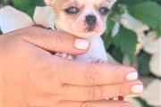 $250 : Chihuahua puppies for sale thumbnail