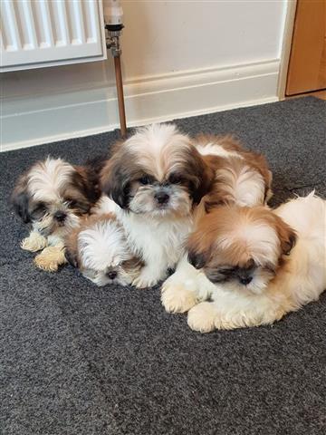 $500 : Adorable Shih tzu puppies image 3