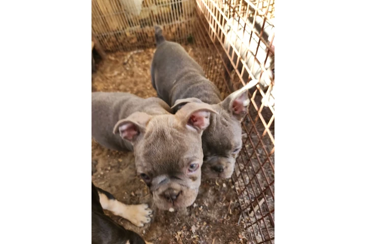 $800 : French bulldog image 5