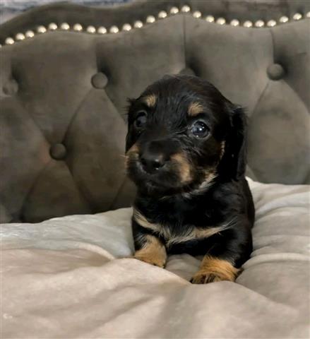 $600 : Adorables cachorros de Dachshu image 3