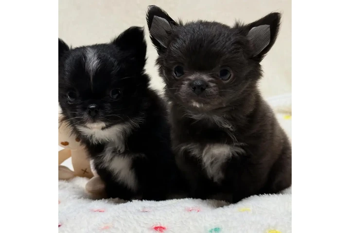 $400 : Gorgeous Chihuahua Puppies image 2