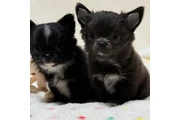 $400 : Gorgeous Chihuahua Puppies thumbnail