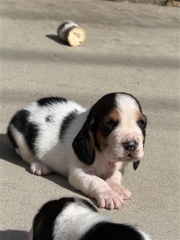 $800 : Basset hound image 5