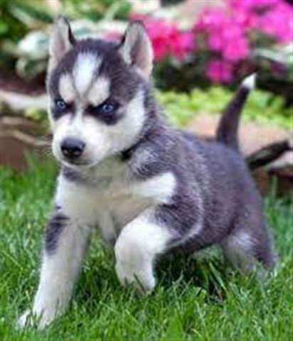 $100 : aKC Registered Siberian Husky’ image 2