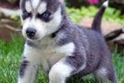 $100 : aKC Registered Siberian Husky’ thumbnail
