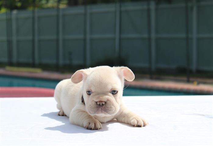 $550 : French bulldogs image 3
