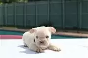 $600 : French bulldogs thumbnail