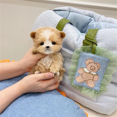 $350 : MALTIPOO EN VENTA image 1