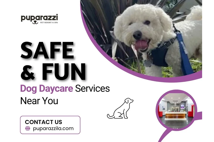 Safe & Fun Dog Daycare Near Yo image 1