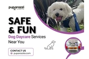 Safe & Fun Dog Daycare Near Yo en Los Angeles