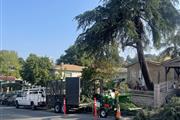 Tree service en Los Angeles