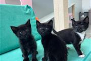 $300 : JAMES  Kittens  FOR ADOPTION thumbnail