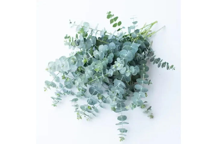 Premium Roses Wholesale image 3