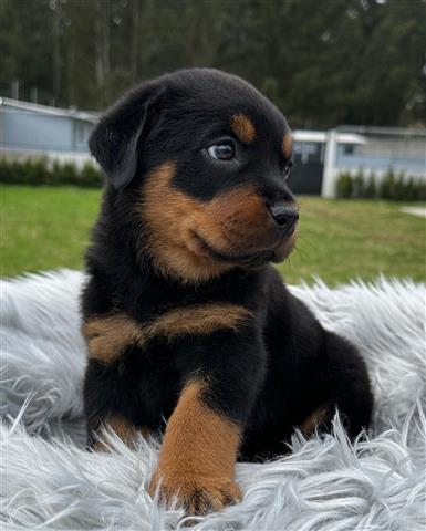 $350 : Rottweiler AKC image 2