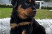 $350 : Rottweiler AKC thumbnail