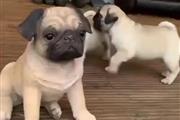 $500 : Amazing pug puppies for sale thumbnail