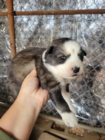 $800 : Siberian Husky image 3