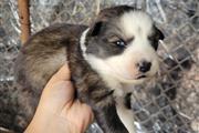 $800 : Siberian Husky thumbnail