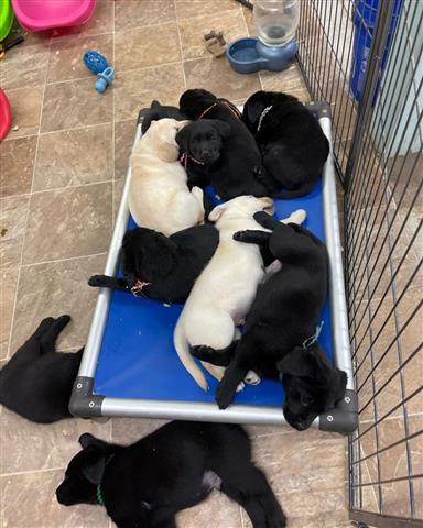 $600 : Cachorros de Labrador Retrieve image 1