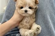 $350 : Lindo mini maltipoo thumbnail