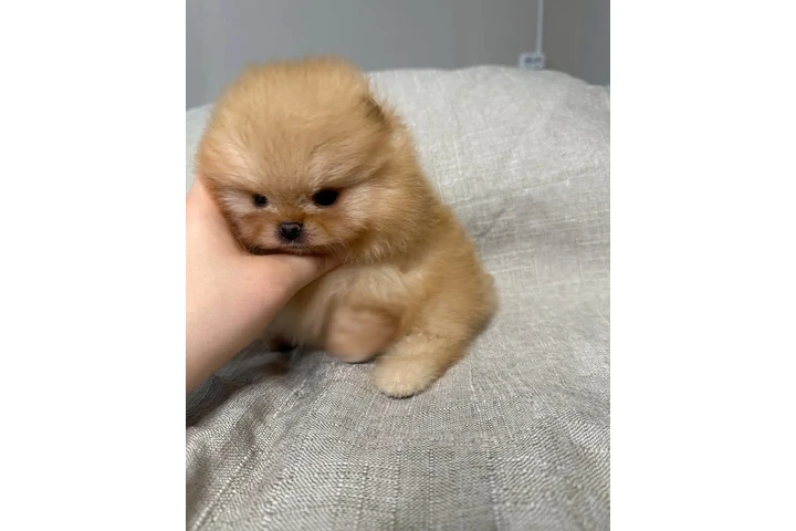 $350 : Pomerania taza de té image 2