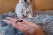 $400 : Cute Yorkie Puppy thumbnail