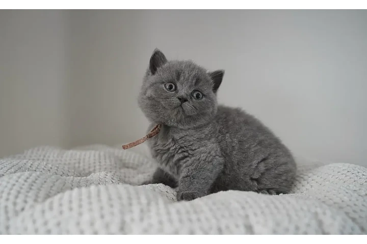 $310 : Boy BSH Available image 3