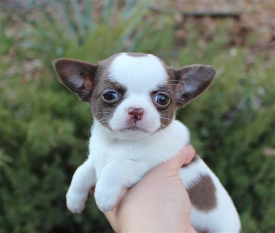 $250 : Chihuahua puppies for sale image 7