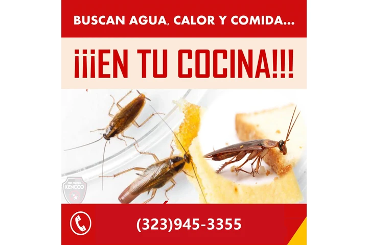 👉LLÁMANOS Y LAS ELIMINAMOS image 1