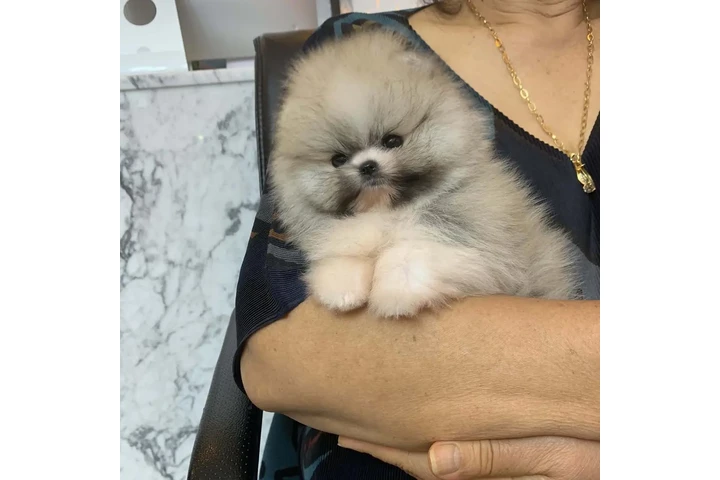 $350 : Pomerania en venta image 2