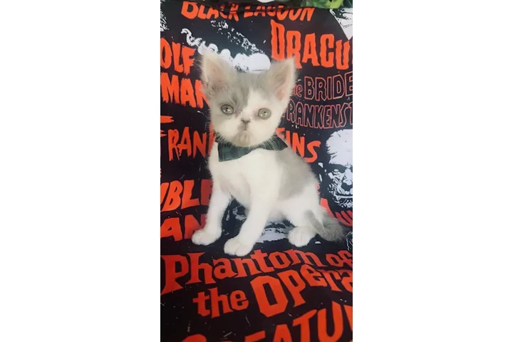 $650 : Gatito persa ojos verdes image 1
