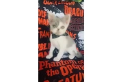Gatito persa ojos verdes