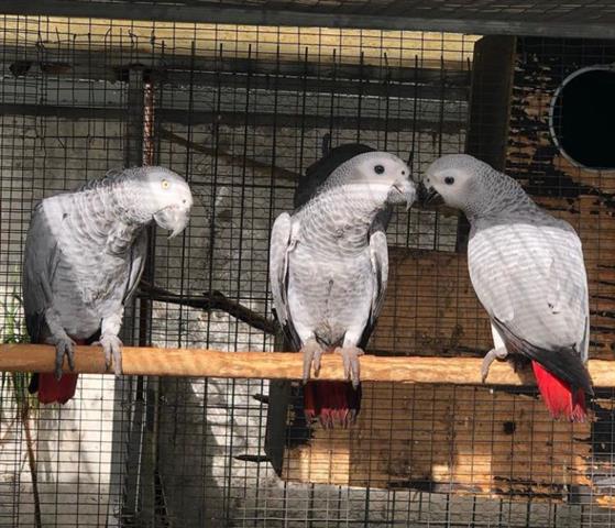 $400 : 3 Talking African grey parrots image 1