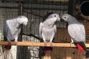 3 Talking African grey parrots