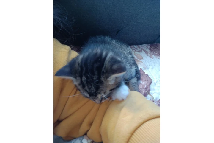 $10 : Free kittens image 8