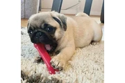 $440 : Lovely pug puppies for adoptio thumbnail