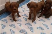 PERRITOS EN VENTA 🐕