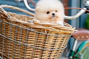 $250 : Pomeranian puppy for adoption thumbnail