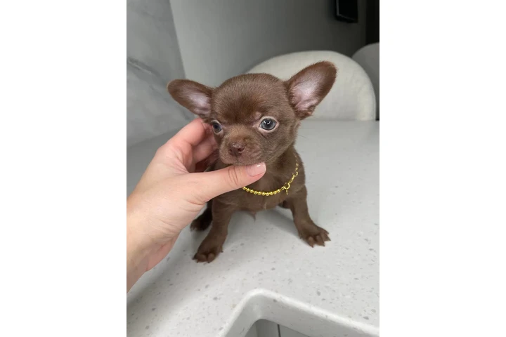 $300 : Chihuahua puppies for sale image 3