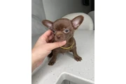 $300 : Chihuahua puppies for sale thumbnail